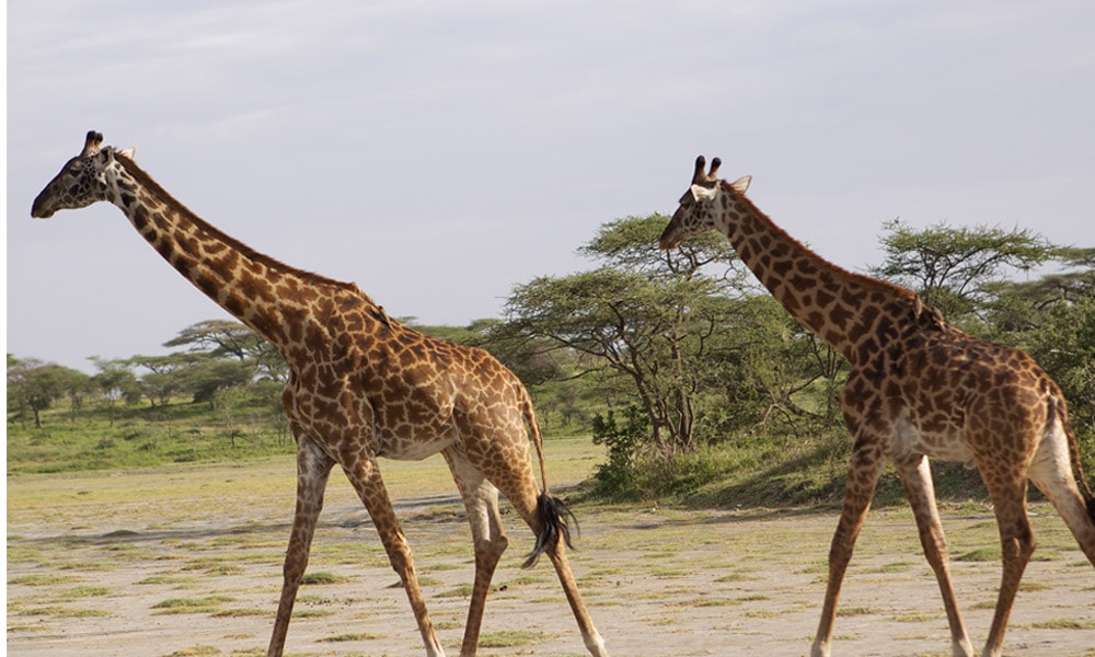 tanzania inspiration giraffes for kravet products in the j banks collection designed by joni vanderslice