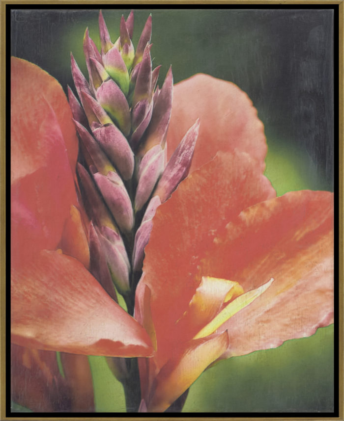 botanicals hospitality art print designed by joni vanderslice for the j banks collection